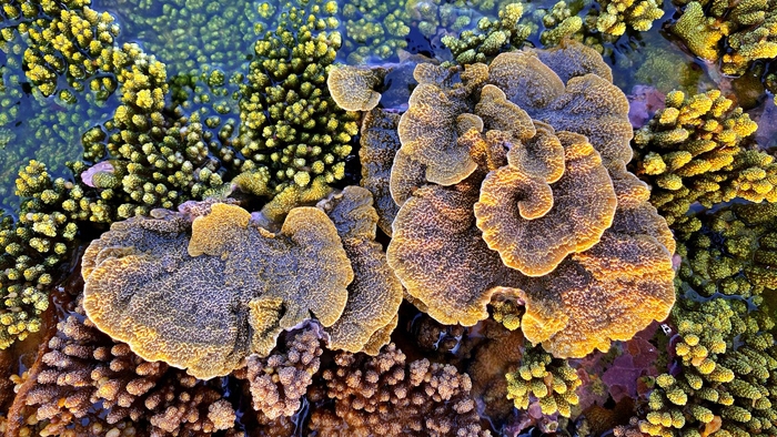 Unique coral reef clusters seen above water in central coastal region